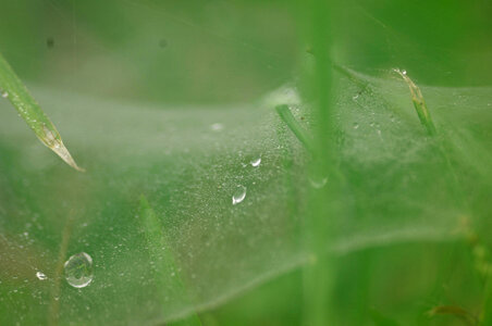 Spider web with dew drops photo