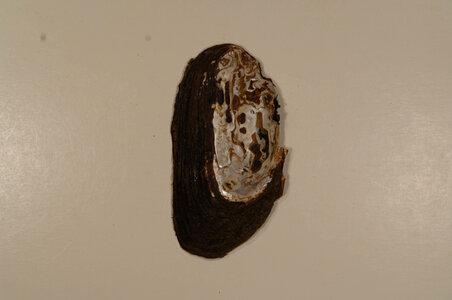 Elliptio complanata (outside)-1