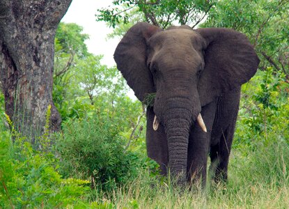 Elephant africa animal