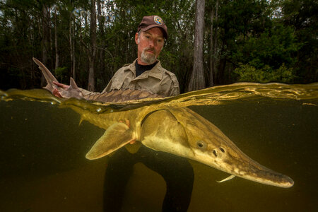 Biologist with gulf sturgeon-1