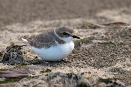 Western Snowy Plover-2