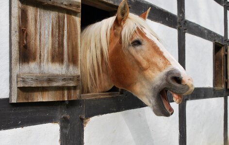 Farm neigh animal