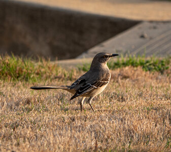 Bird Wildlife photo