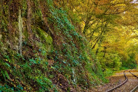 Autumn autumn season birch photo