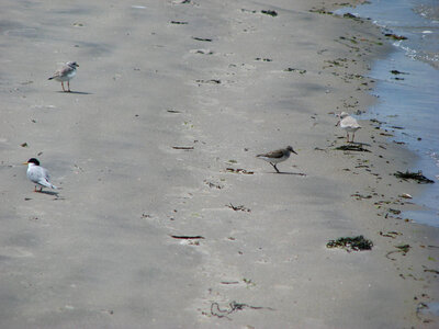 Piping Plovers and Sanderlings photo