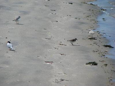 Piping Plovers and Sanderlings