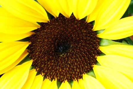 Sunflower helianthus annuus close up photo