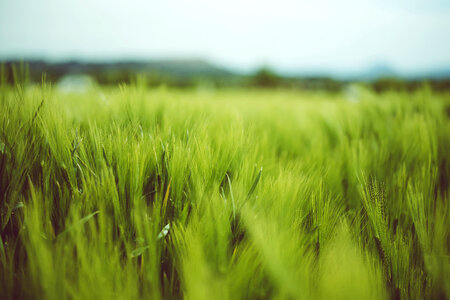Green Grass Field photo