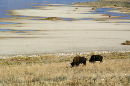 Bison in Anterlope Island, Great Salt Lake, Utah,