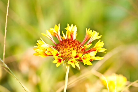 Yellow Flower photo