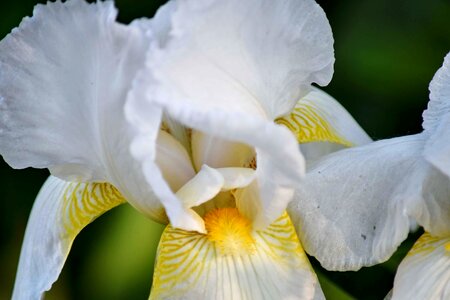 Iris pollen white