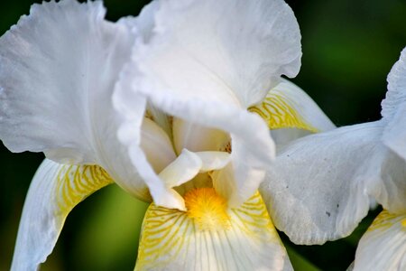 Iris pollen white photo