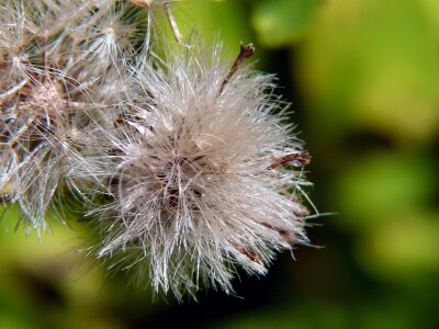 Nature meadow plants close-up photo