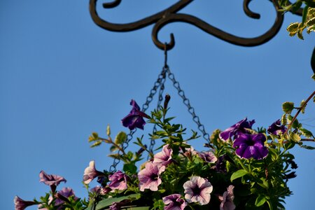 Cast Iron nature flower