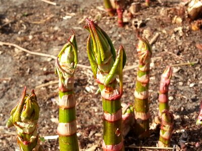 Green bud sprout