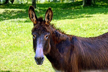 Animal beautiful photo donkey