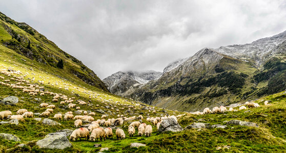 Herd and Pasture with Sheep and mountains landscape photo