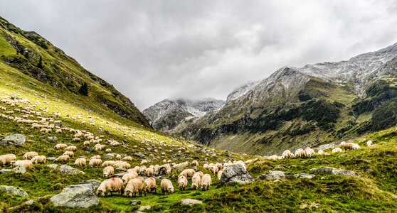 Herd and Pasture with Sheep and mountains landscape