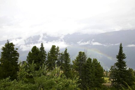 Red Spruce tree photo