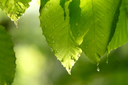 Chlorophyll droplets green leaves photo