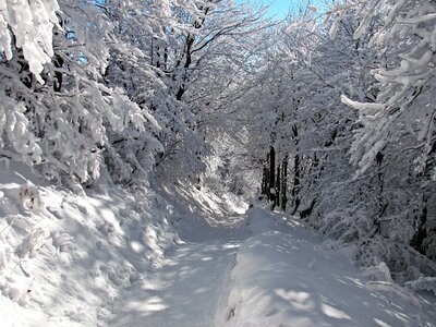 Landscape winter in the mountains tree