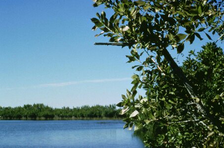 Background foreground greenery