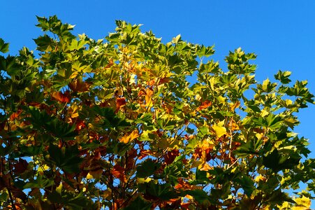 Golden autumn tree in the fall sky photo