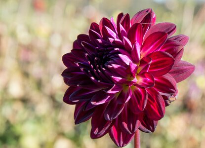 Plant composites flower garden