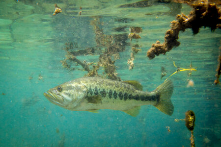 Largemouth bass-2 photo