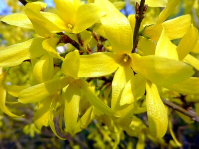 Branches bush flower
