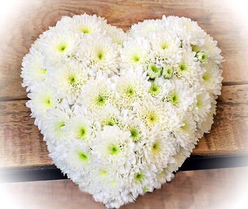 Beautiful Flowers blooming blossom