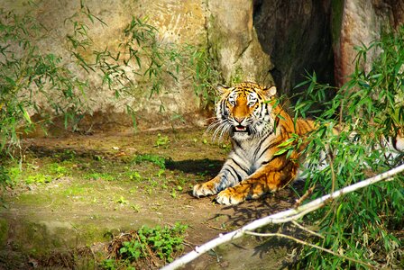 Panthera tigris big cat tiergarten photo