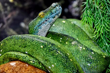 Exotic green snake python photo