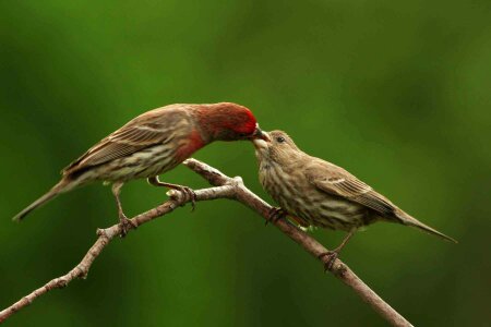 Bird female home