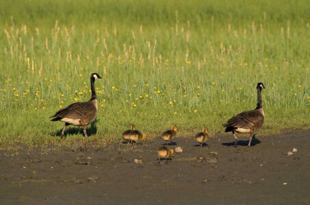 Area canada geese photo