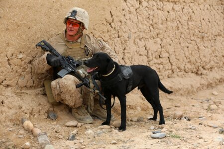 Service military canine