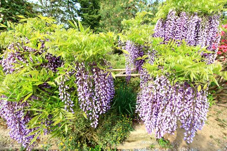 Beautiful beautiful flowers blooming