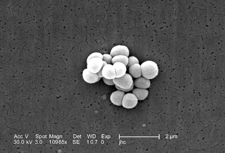 Gram group morphologic photo