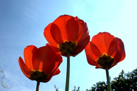 Blue nature klatschmohn photo