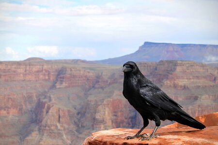Grand canyon national park black