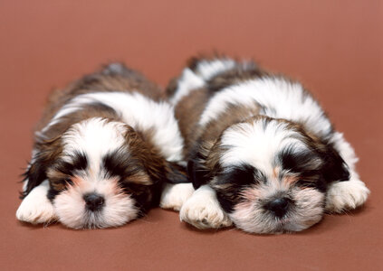 Two cute bichon havanese puppies photo