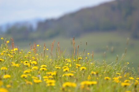 Blossom countryside farm photo