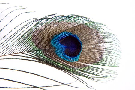 Bird feather eye colorful