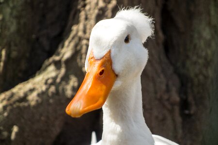 Iroquois bird duck bird