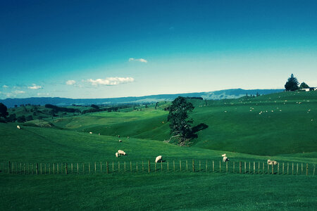 Landscape with Sheep and Green farms