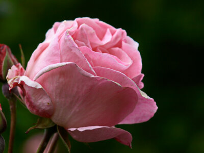 Pink Rose Close up photo