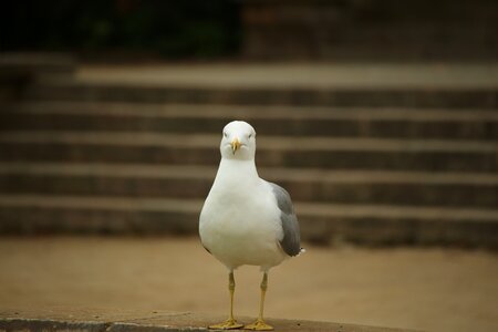 Sea animals birds