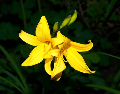 Blossom bloom yellow lilies photo