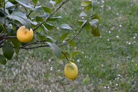 Fruit fruit tree lemon photo