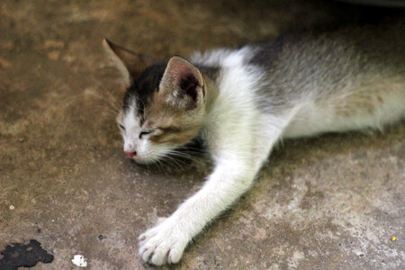 Cute Kitten Sleeping photo